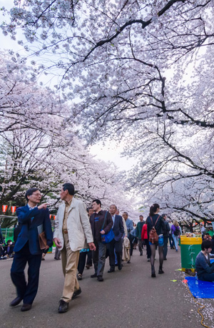 Du lịch Nhật Bản : Mùa Hoa Anh Đào 2018 - Dịu Dàng Sắc Xuân 5 Ngày 4 Đêm